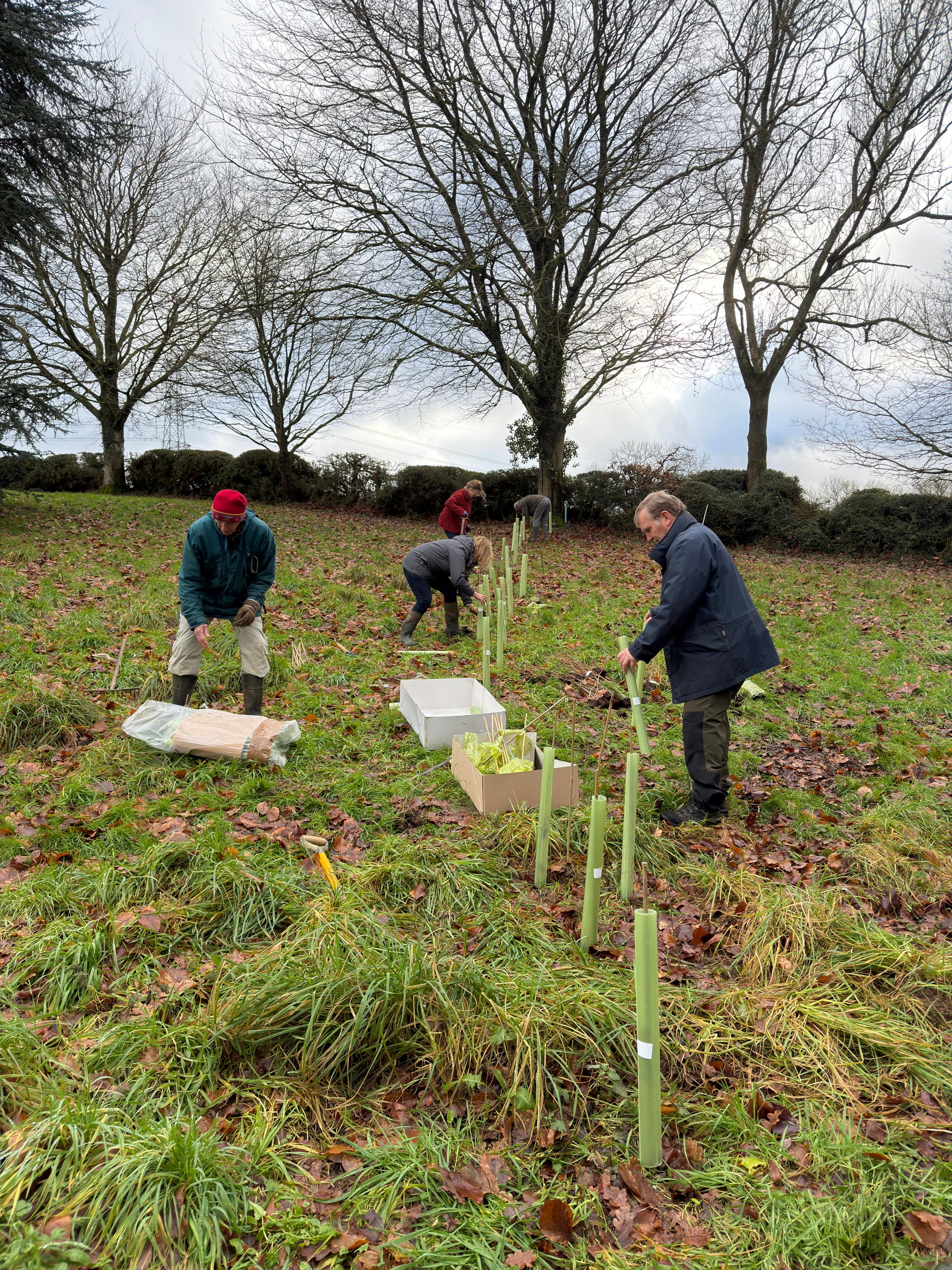 Hedge Planted in Holt Cemetery